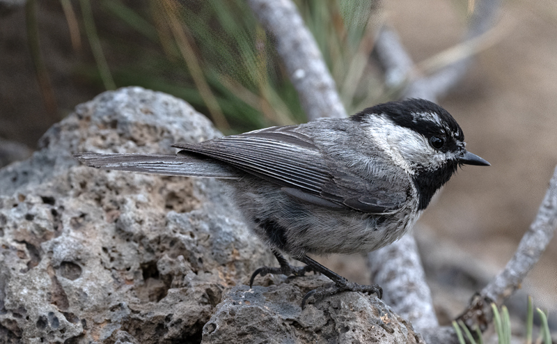 Mountain_Chickadee_23_OR_C_003