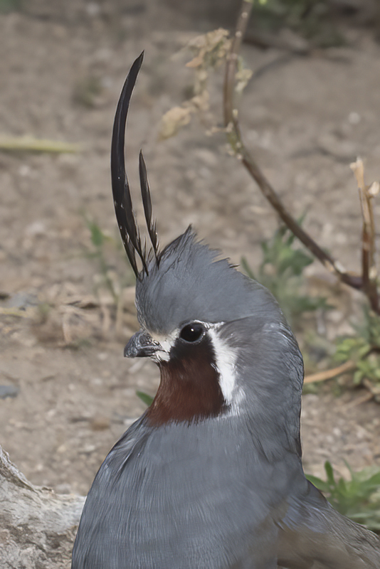 Mountain_Quail_16_CA_179