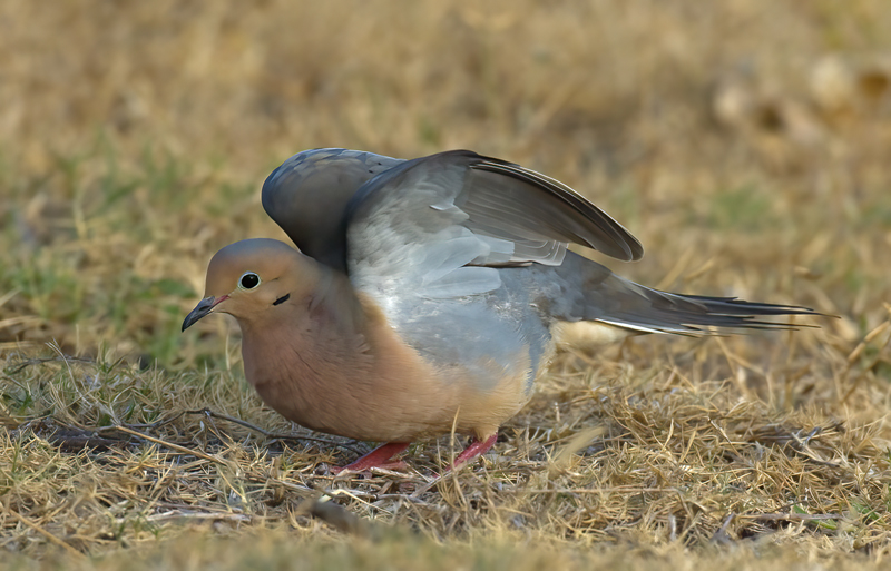 Mourning_Dove_08_FL_005