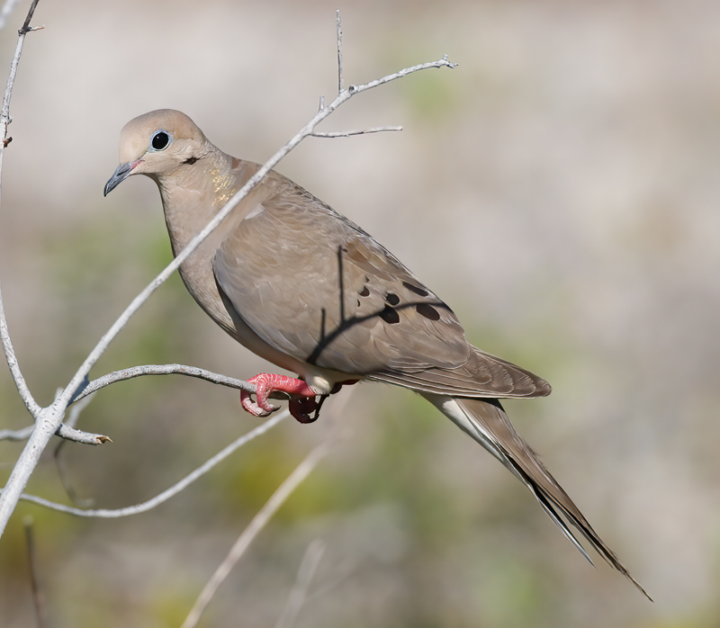 Mourning_Dove_08_FL_007
