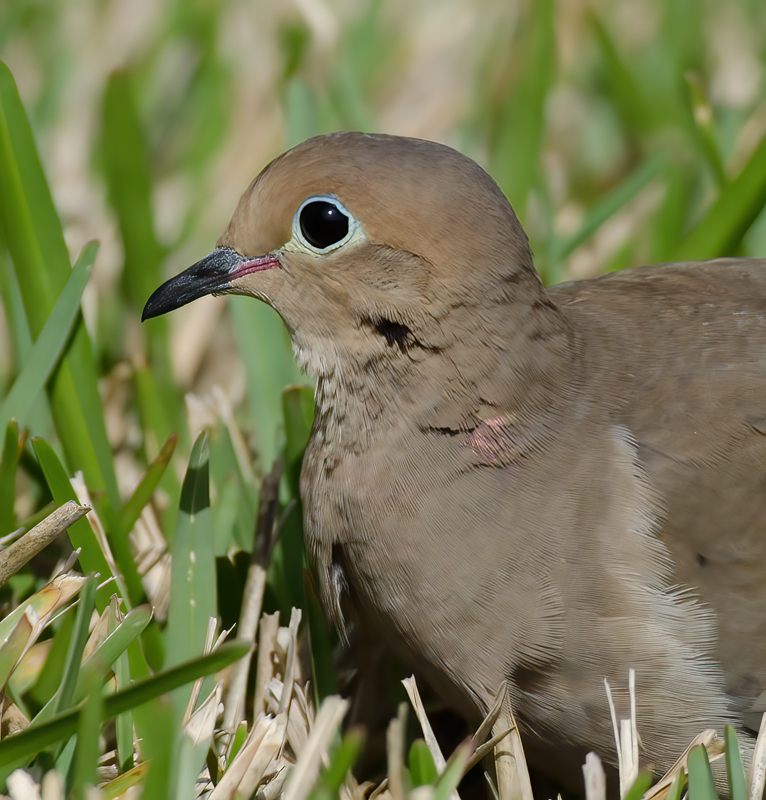 Mourning_Dove_12_FL_004
