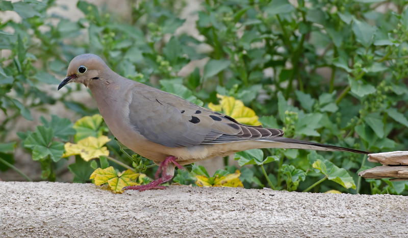 Mourning_Dove_14_CA_004