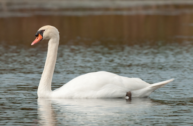 Mute_Swan_12_NJ_006