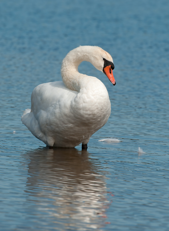 Mute_Swan_12_NJ_024
