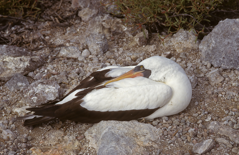 Nazca_Booby_97_Galapagos_002