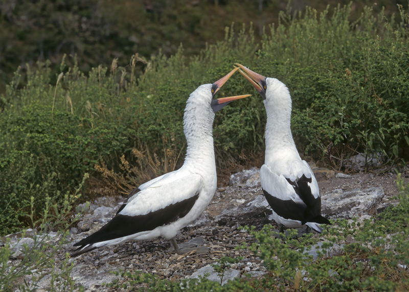 Nazca_Booby_97_Galapagos_003