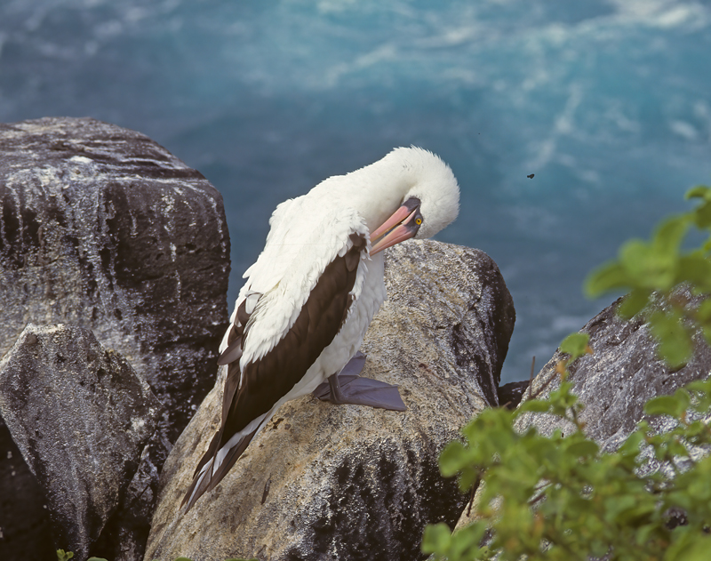 Nazca_Booby_97_Galapagos_007