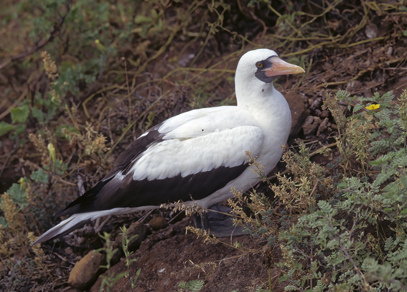 Nazca_Booby_97_Galapagos_011