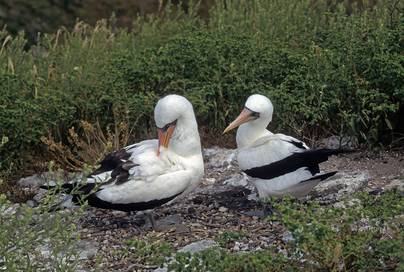 Nazca_Booby_97_Galapagos_013