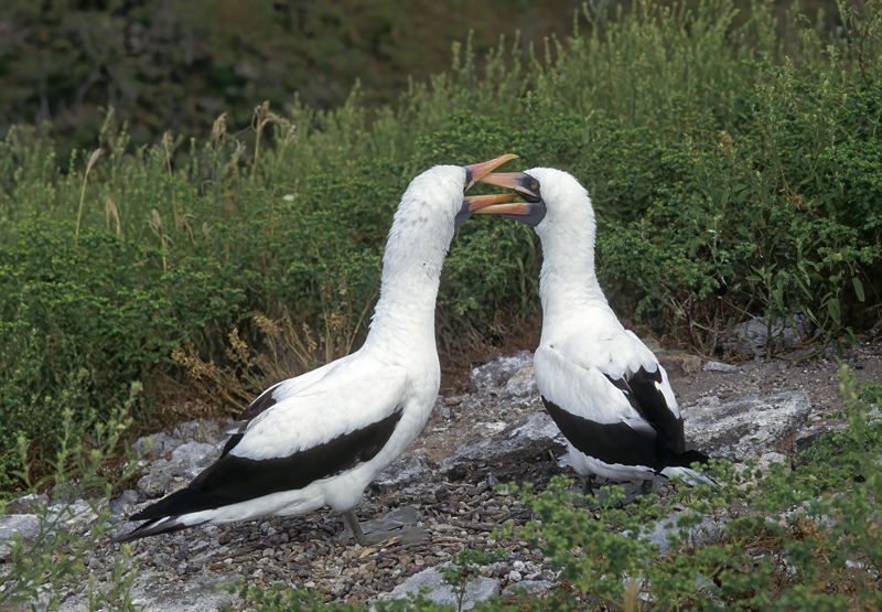 Nazca_Booby_97_Galapagos_014