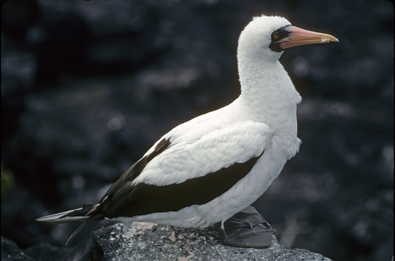 Nazca_Booby_97_Galapagos_015