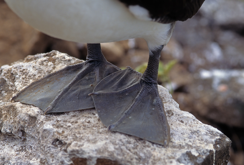 Nazca_Booby_97_Galapagos_017