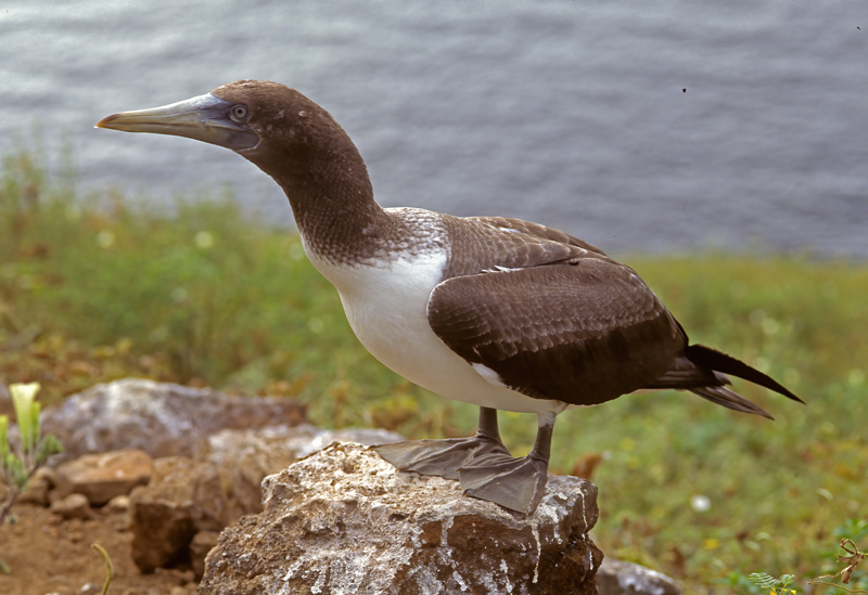 Nazca_Booby_97_Galapagos_022