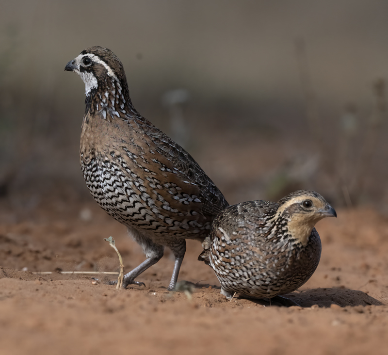 Northern_Bobwhite_22_TX_021