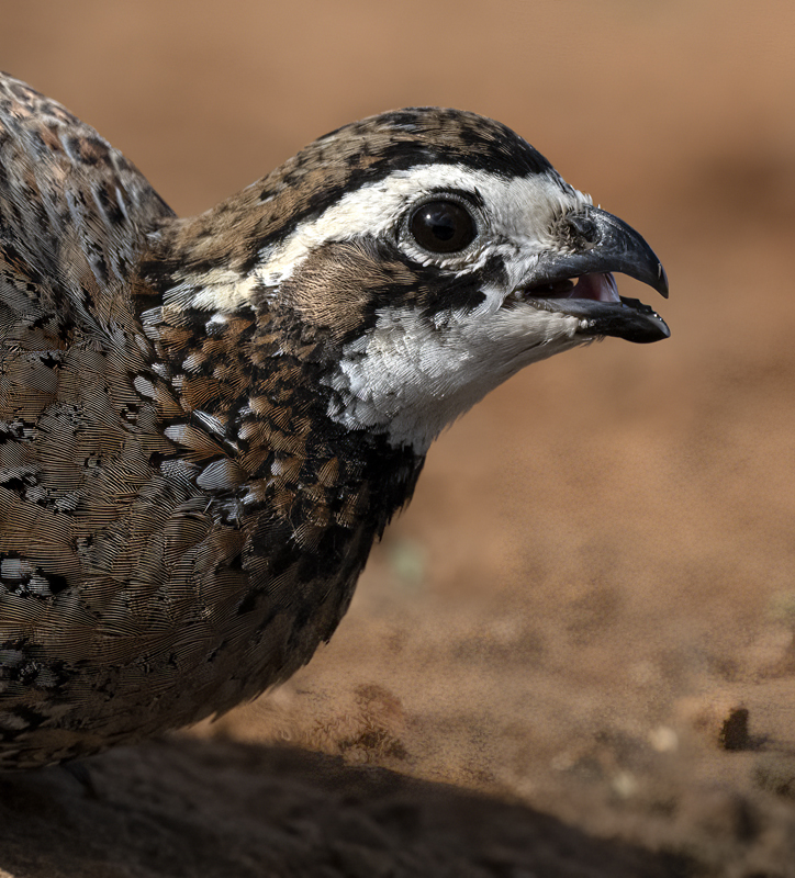 Northern_Bobwhite_22_TX_040