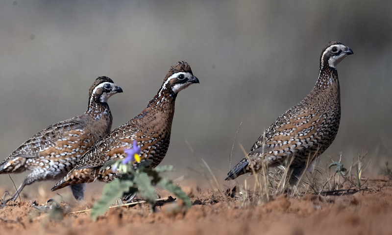 Northern_Bobwhite_22_TX_087