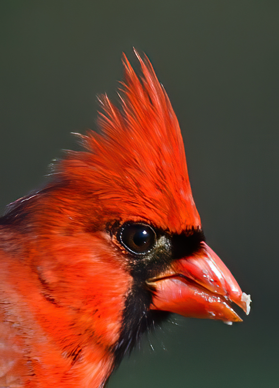 Northern_Cardinal_11_FL_114