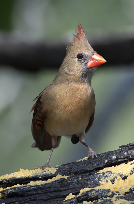 Northern_Cardinal_19_TX_025