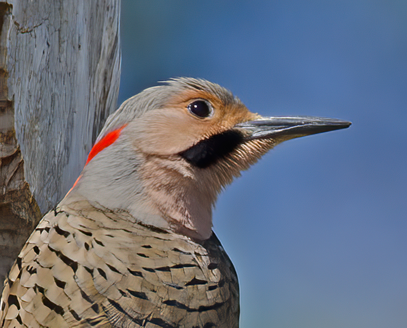 Northern_Flicker_11_FL_010