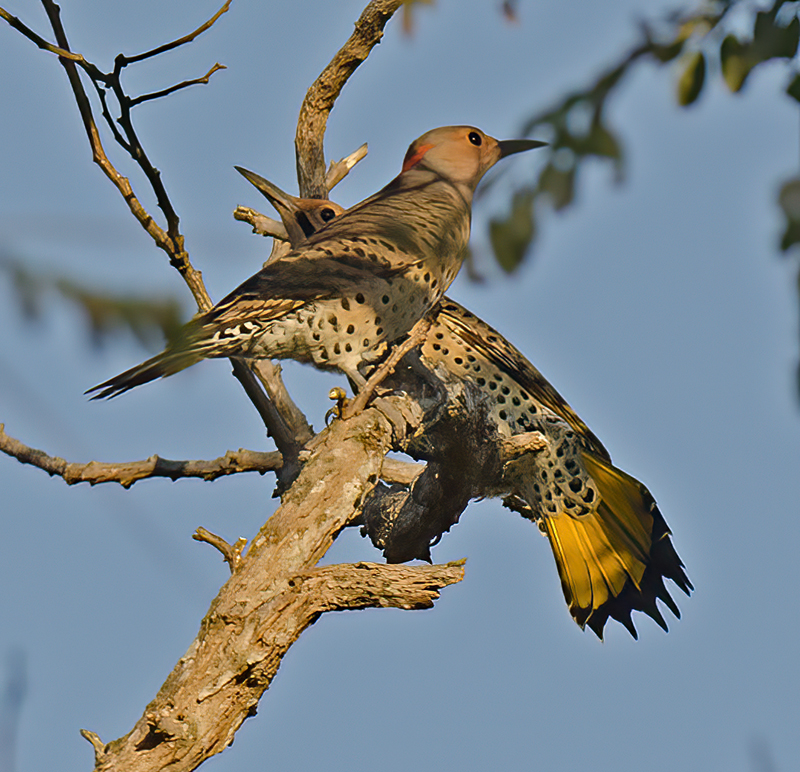 Northern_Flicker_12_NJ_001