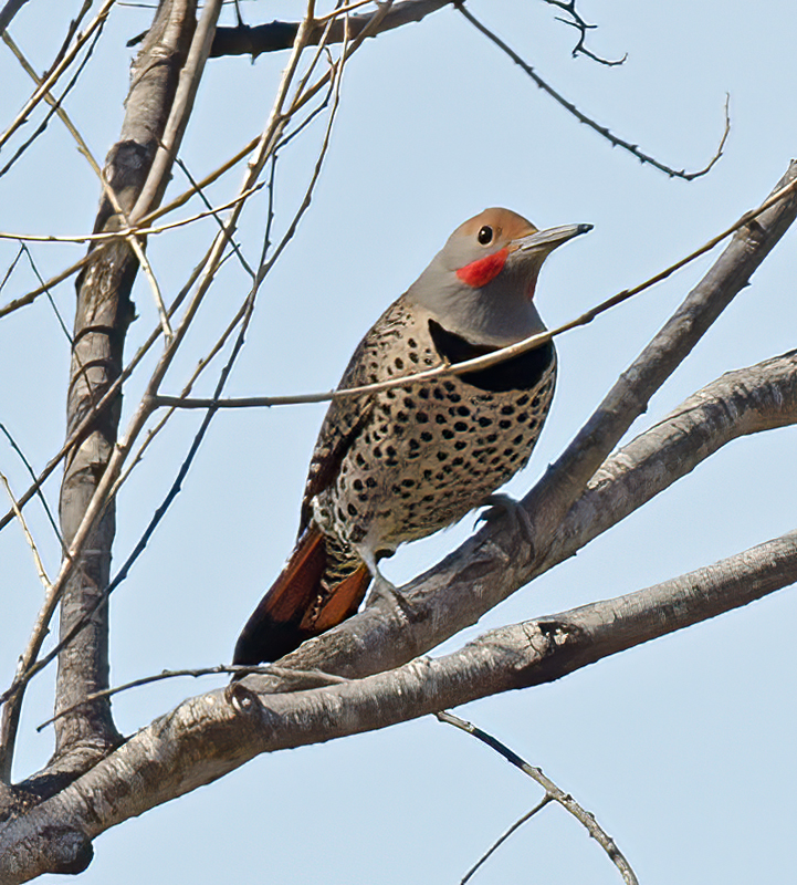 Northern_Flicker_14_CA_002