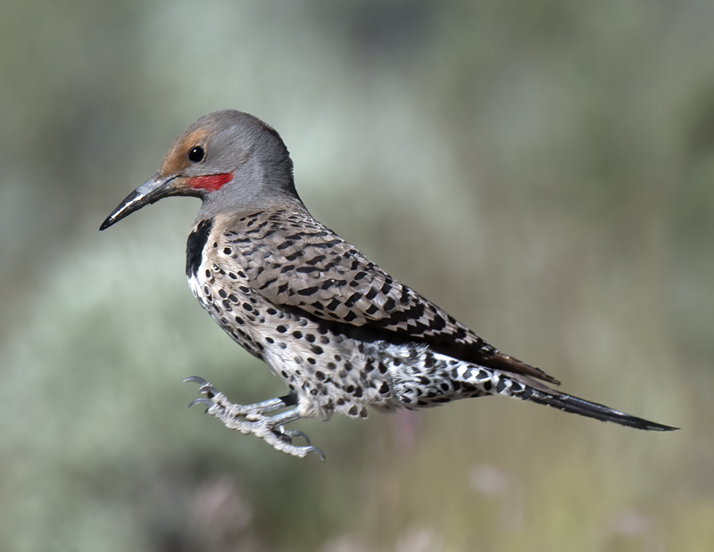 Northern_Flicker_17_OR_020