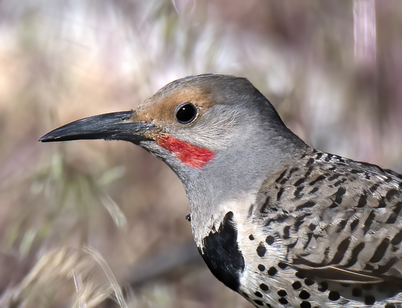 Northern_Flicker_17_OR_022