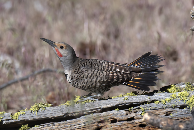 Northern_Flicker_17_OR_024