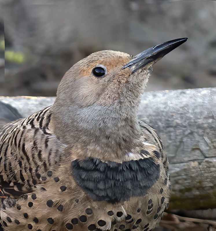 Northern_Flicker_17_OR_044