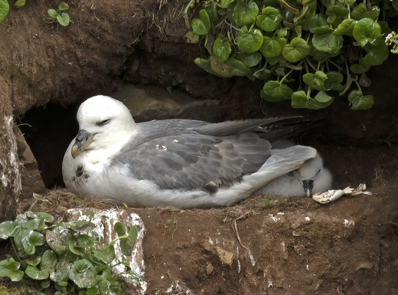 Northern_Fulmar_22_Iceland_090