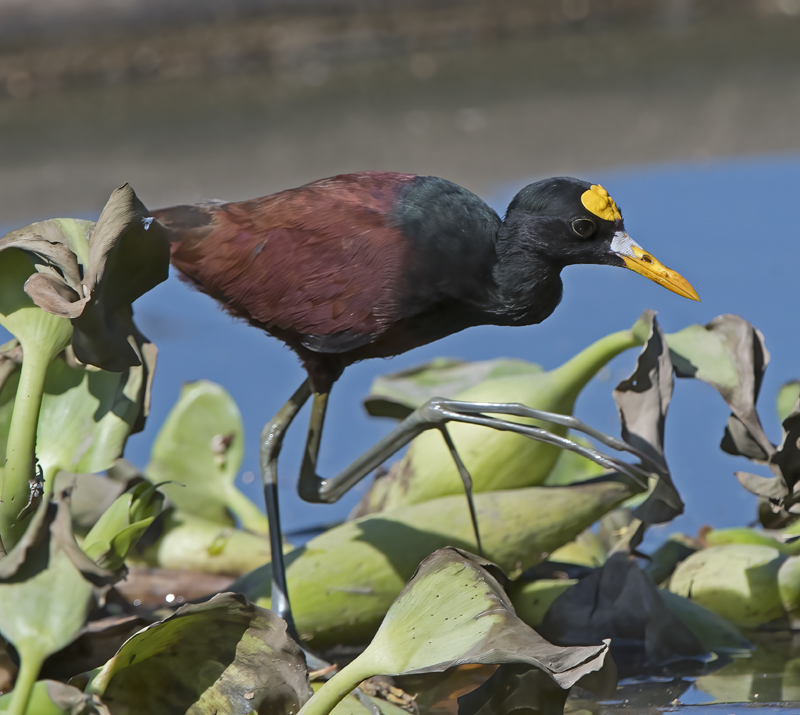 Northern_Jacana_17_Costa_Rica_006