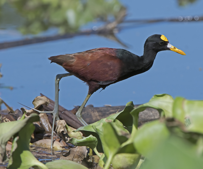 Northern_Jacana_17_Costa_Rica_011