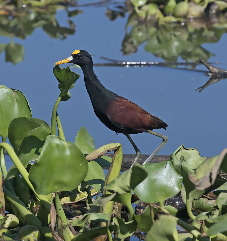 Northern_Jacana_17_Costa_Rica_024