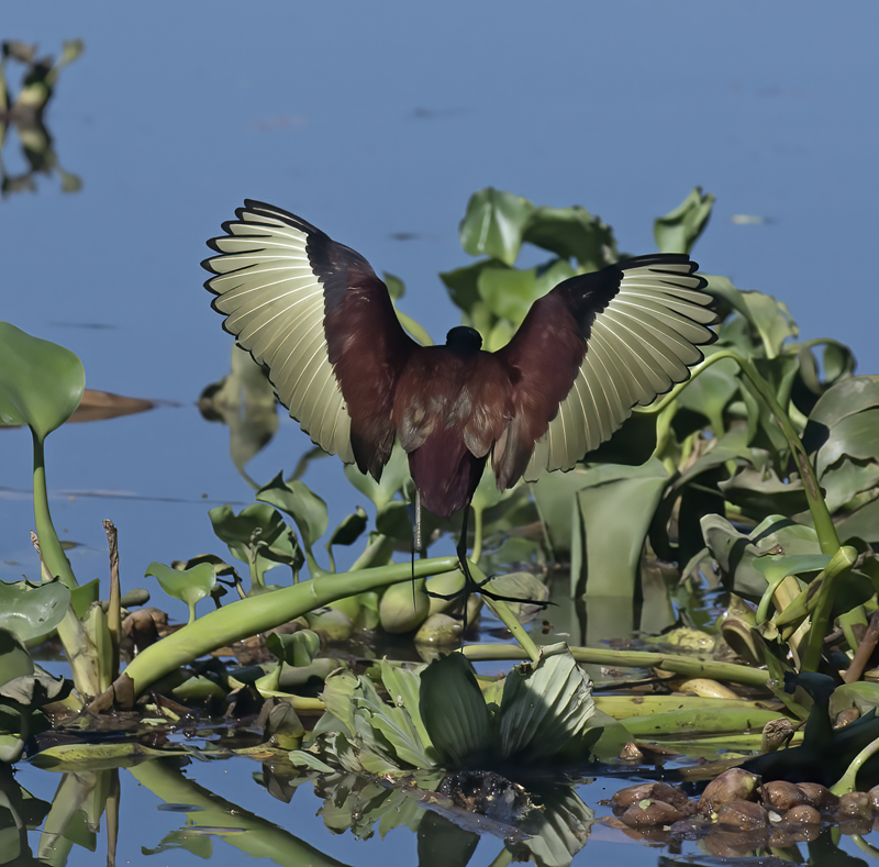 Northern_Jacana_17_Costa_Rica_025