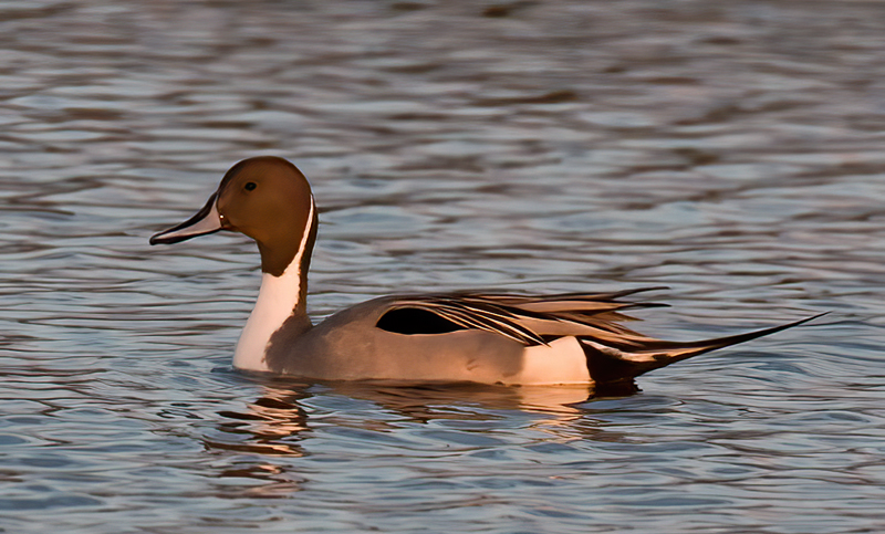 Northern_Pintail_09_FL_001