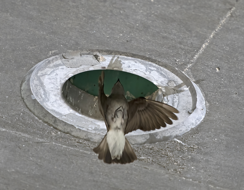 Northern_Rough-winged_Swallow_18_CA_004