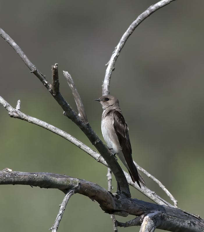 Northern_Rough-winged_Swallow_18_CA_031