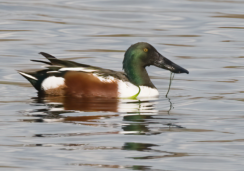 Northern_Shoveler_09_FL_002
