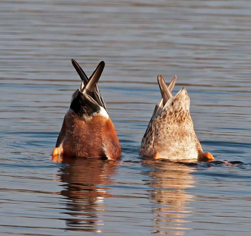 Northern_Shoveler_10_FL_002