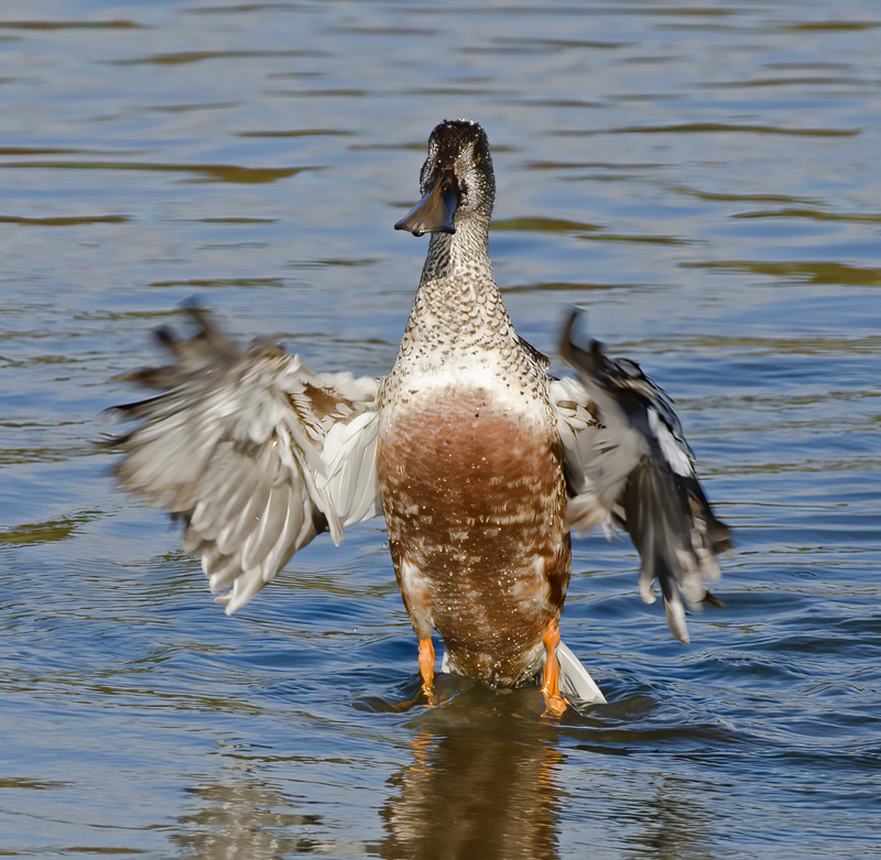Northern_Shoveler_10_FL_003