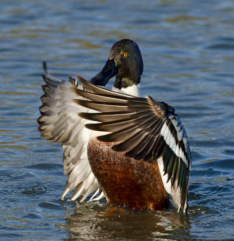 Northern_Shoveler_10_FL_011