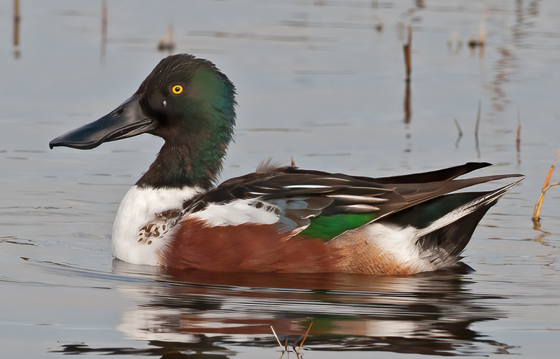 Northern_Shoveler_10_FL_013