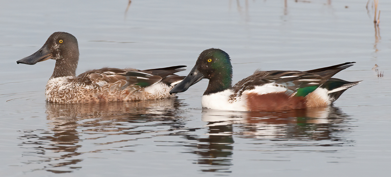 Northern_Shoveler_10_FL_015