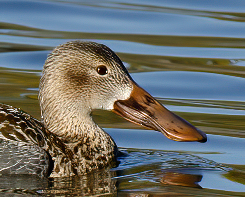 Northern_Shoveler_10_FL_035