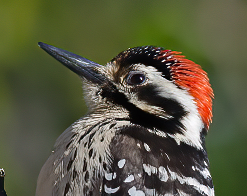 Nutalls_Woodpecker_13_CA_013