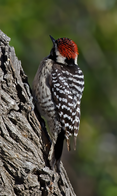 Nutalls_Woodpecker_13_CA_019