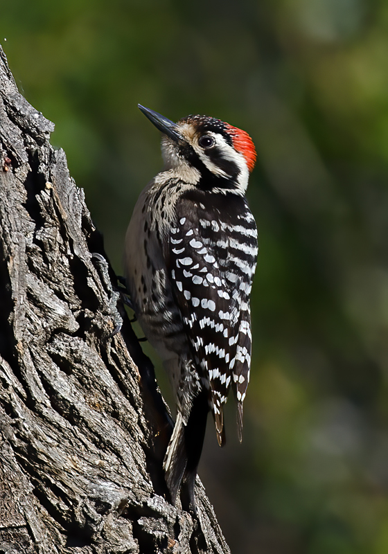Nutalls_Woodpecker_13_CA_020