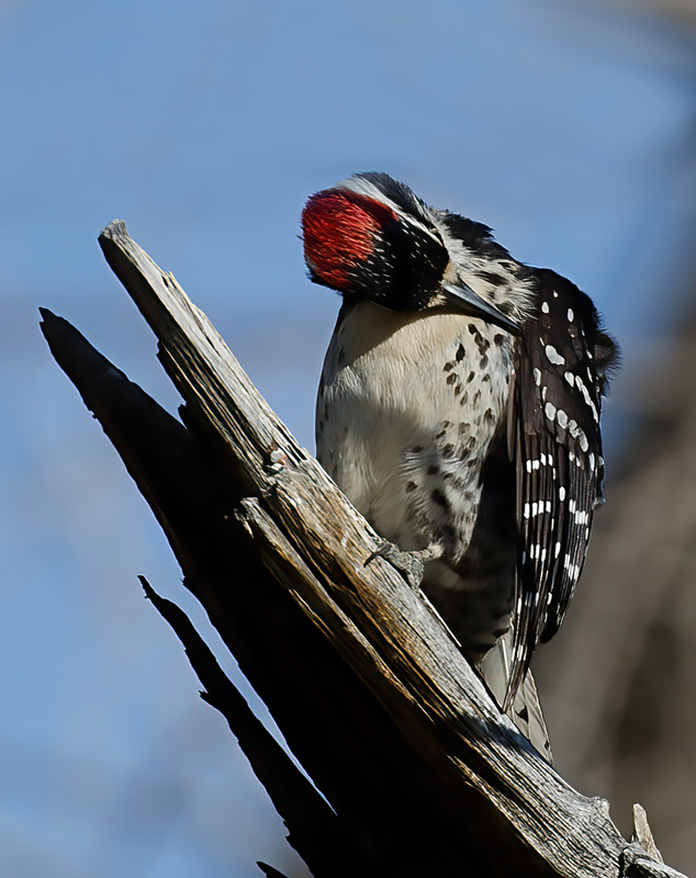Nutalls_Woodpecker_13_CA_025