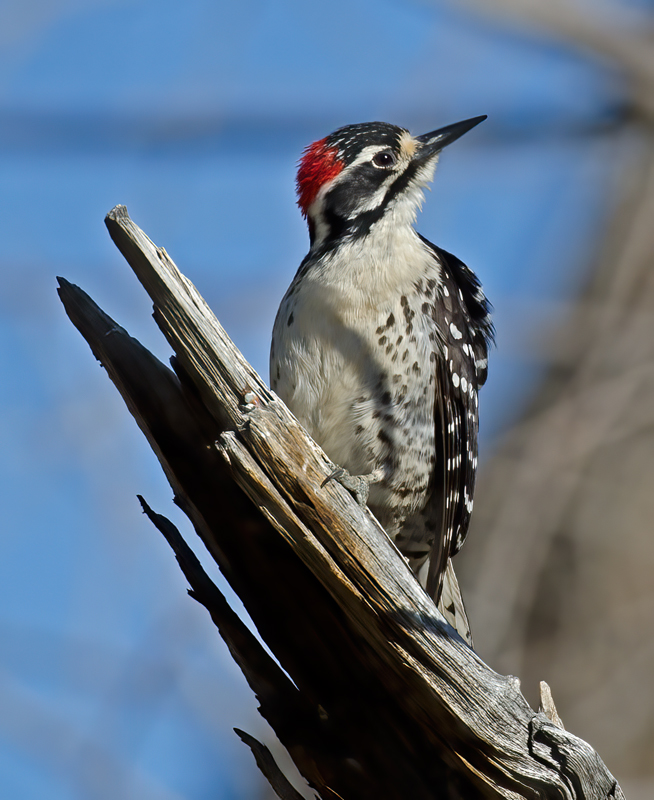 Nutalls_Woodpecker_13_CA_026