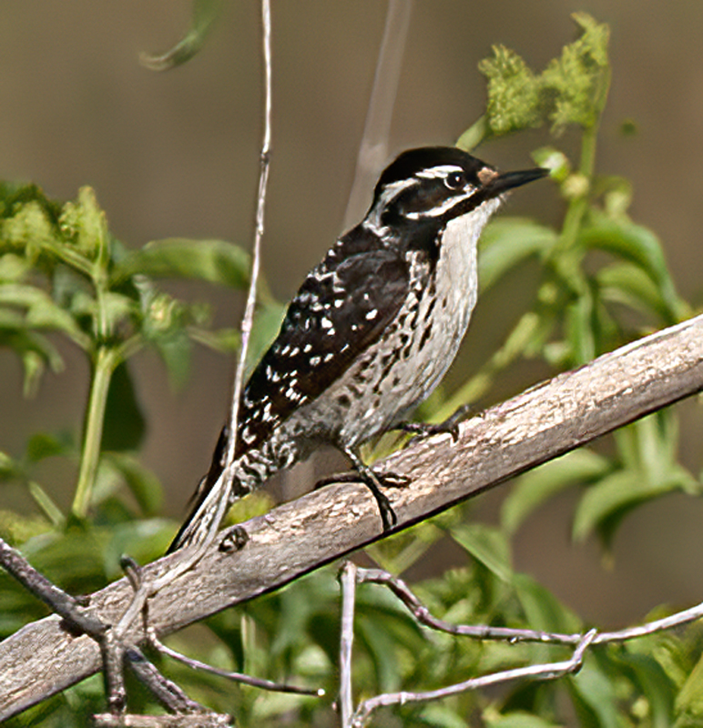 Nutalls_Woodpecker_13_CA_034